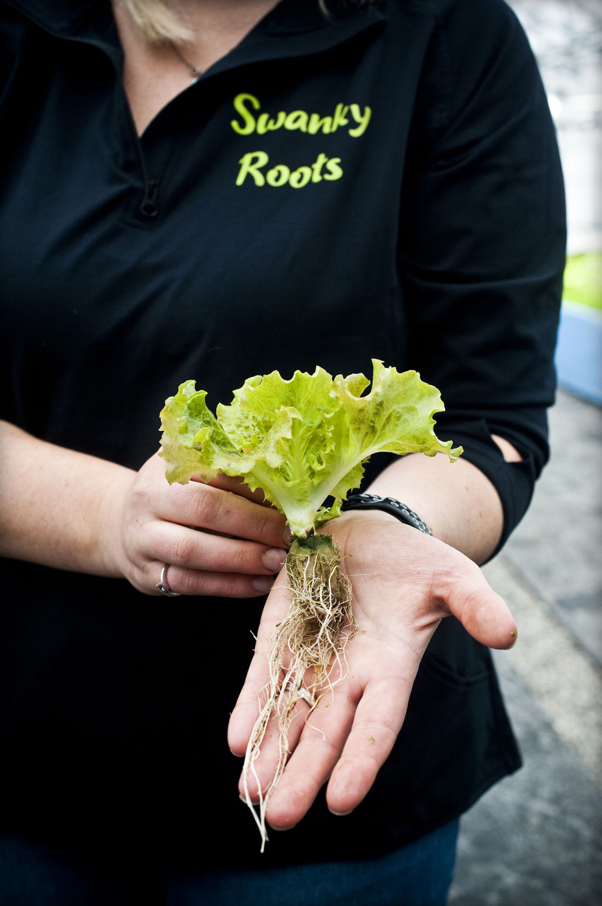 Leafy lettuce